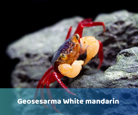 Geosesarma White Mandarin