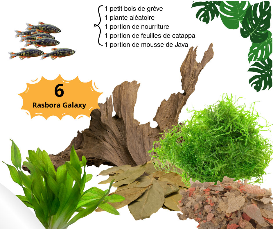 Combo Rasbora Galaxy - NageoireBleue