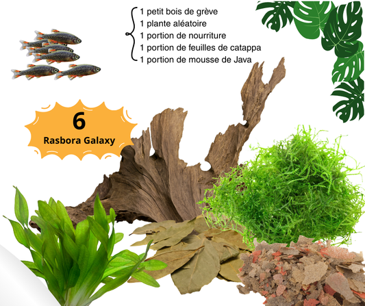Combo Rasbora Galaxy - NageoireBleue