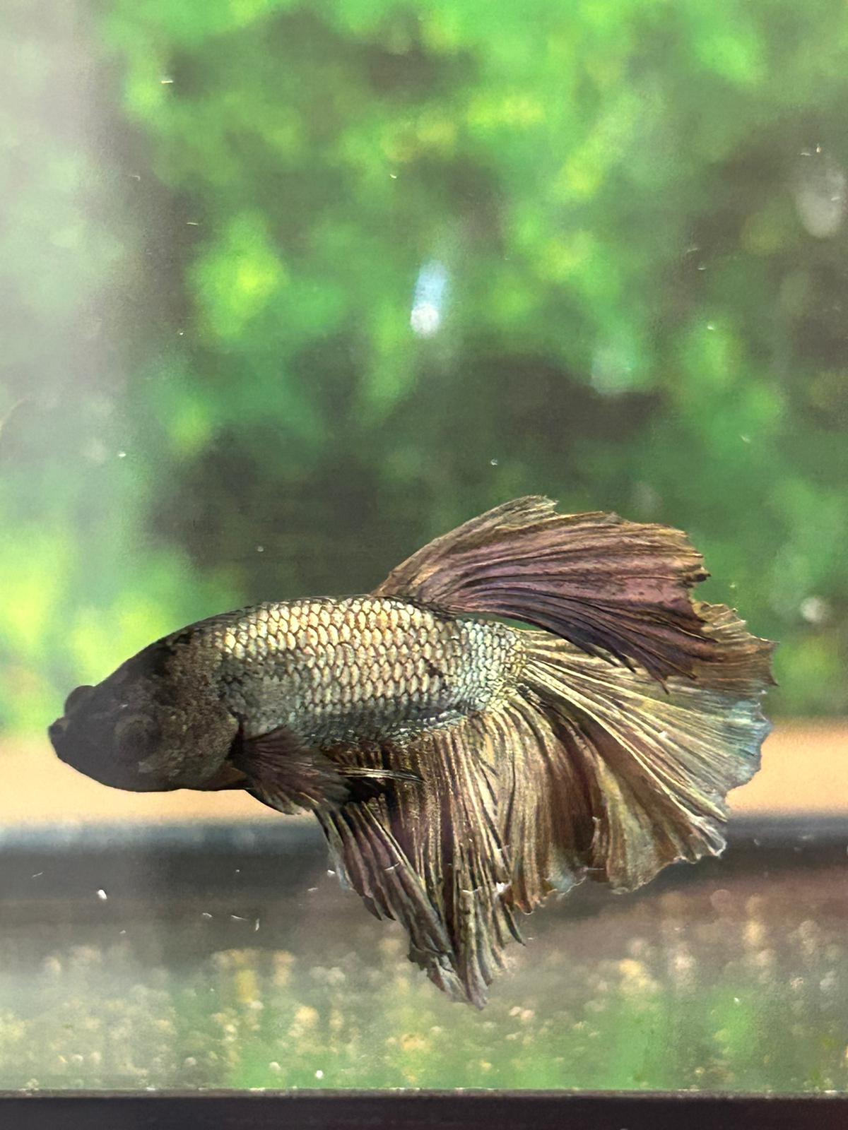 Betta Copper reflet metallique - NageoireBleue