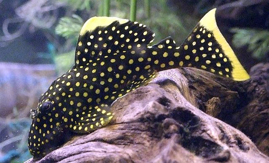 Pleco Gold Nugeet L177 - NageoireBleue