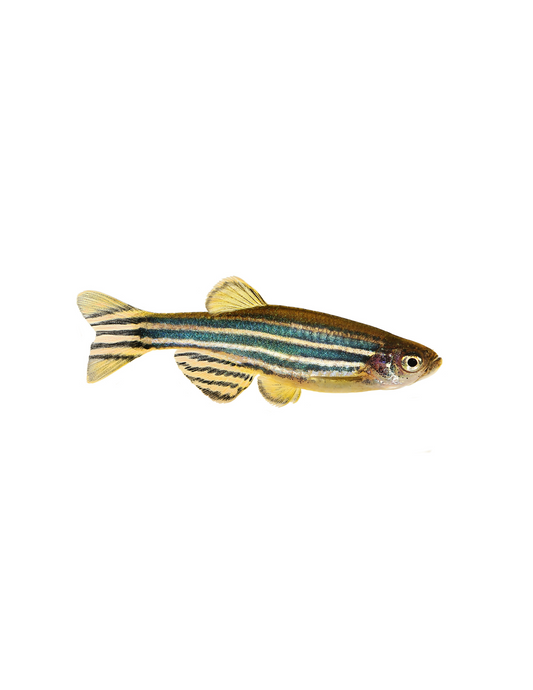 Danio Zébré - NageoireBleue