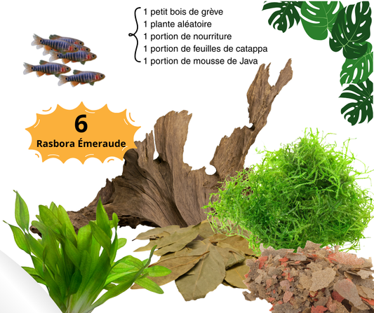 Combos Rasbora Émeraude - NageoireBleue