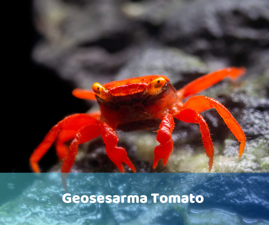 Geosesarma Tomato