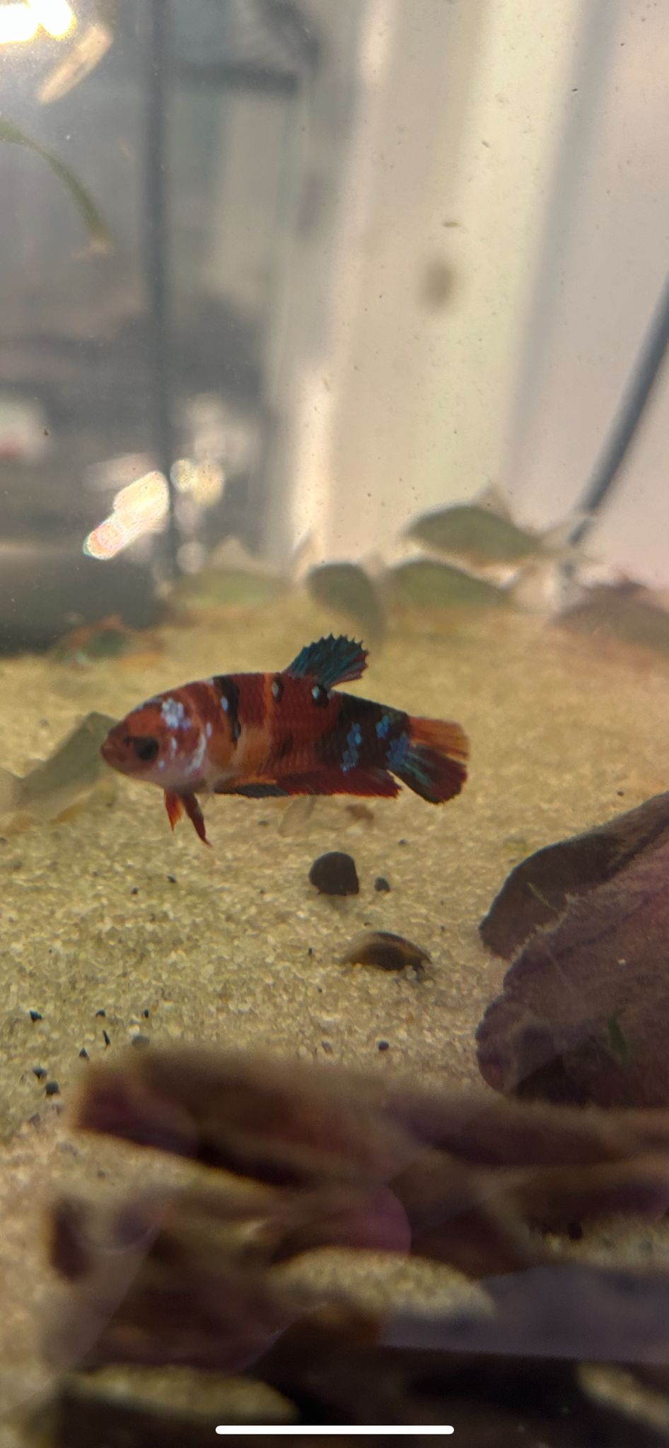 Betta femelle koï (Les couleurs peuvent varier) - NageoireBleue
