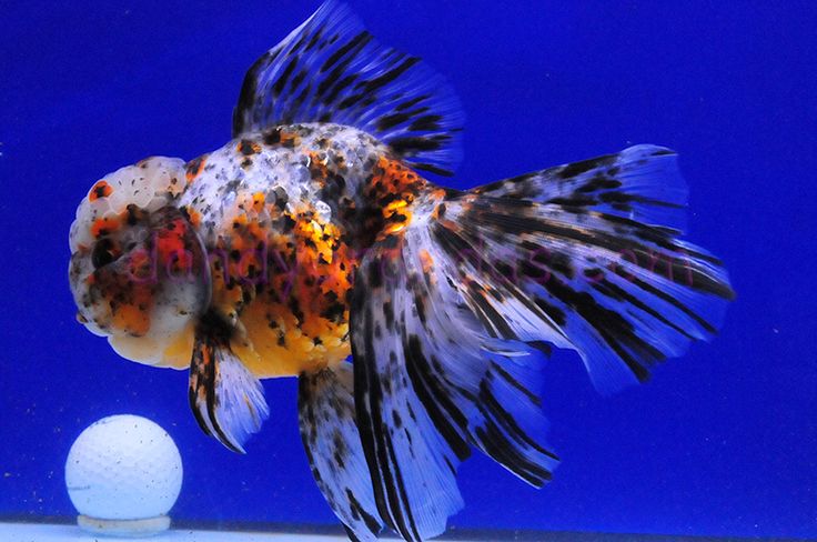 Oranda Calico (XL)  "Les couleurs peuvent varier." - NageoireBleue