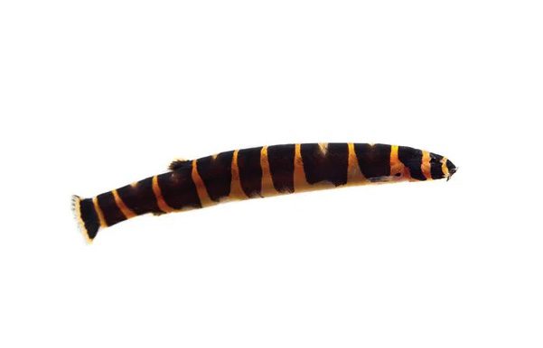kuhli loach (Pangio kuhlii) - NageoireBleue