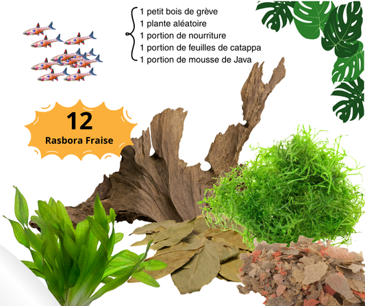 Combo rasbora Fraise (Boraras naevus) - NageoireBleue