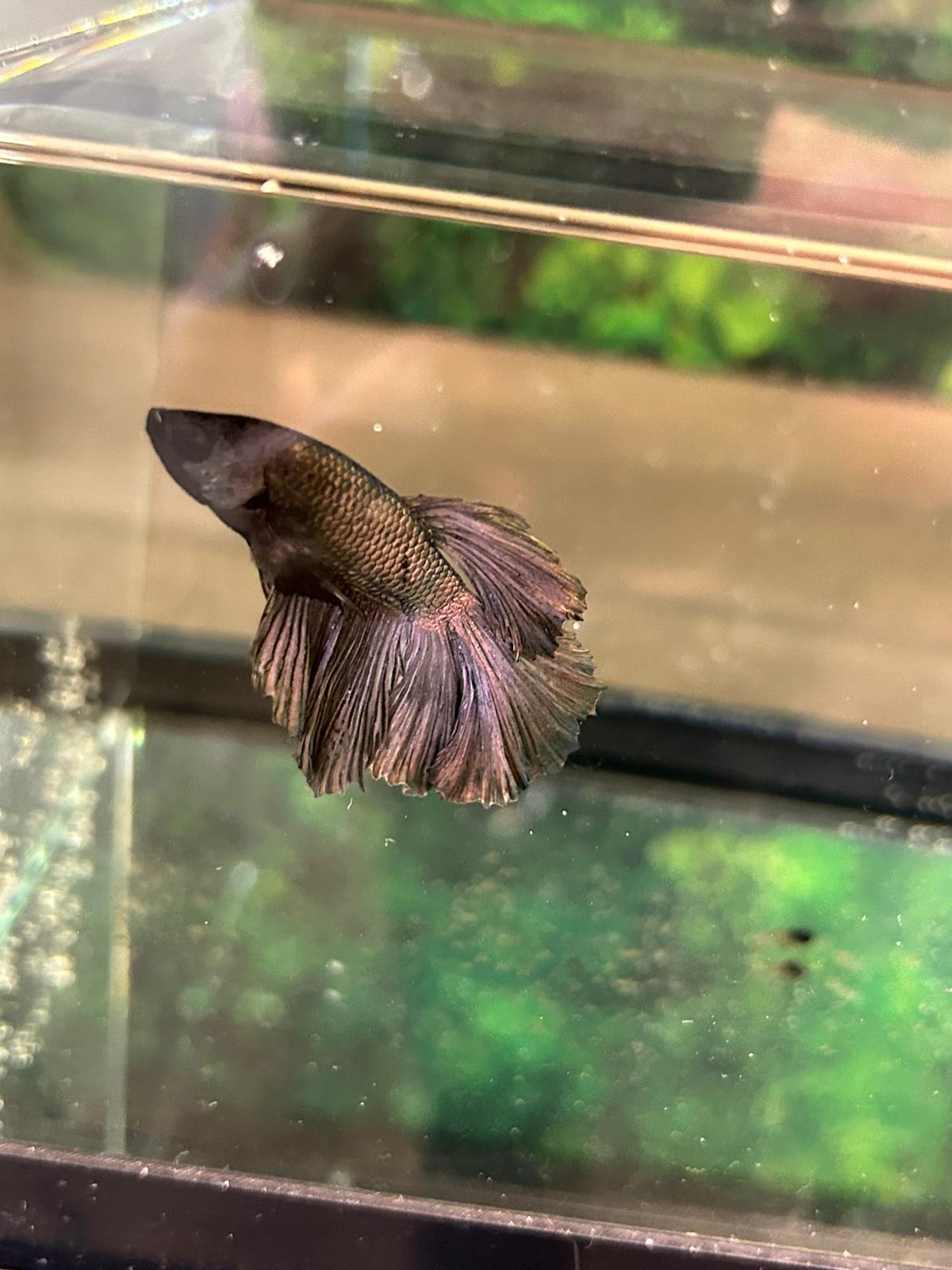 Betta Copper reflet metallique - NageoireBleue