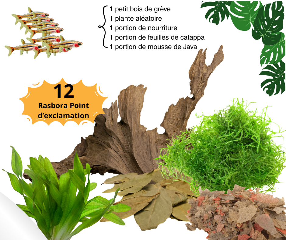 Combo Rasbora Point d’Exclamation (Boraras urophthalmoides) - NageoireBleue