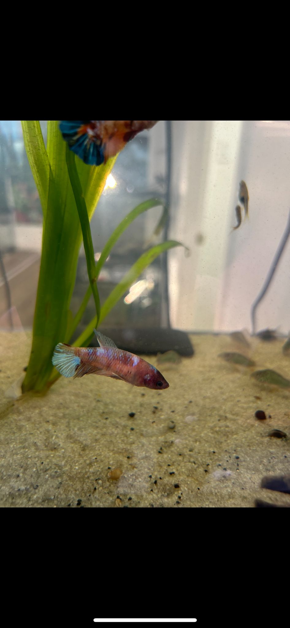 Betta femelle koï (Les couleurs peuvent varier) - NageoireBleue