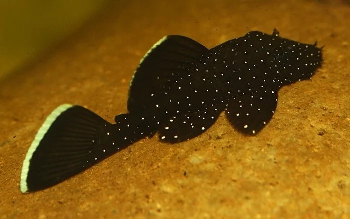 Pleco Ancistrus L183 - NageoireBleue