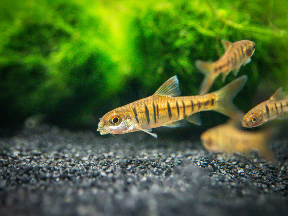 Barbus rayé africain (Enteromius fasciolatus) - NageoireBleue