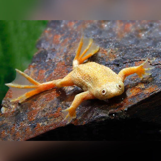 African frog albino NAINE - NageoireBleue