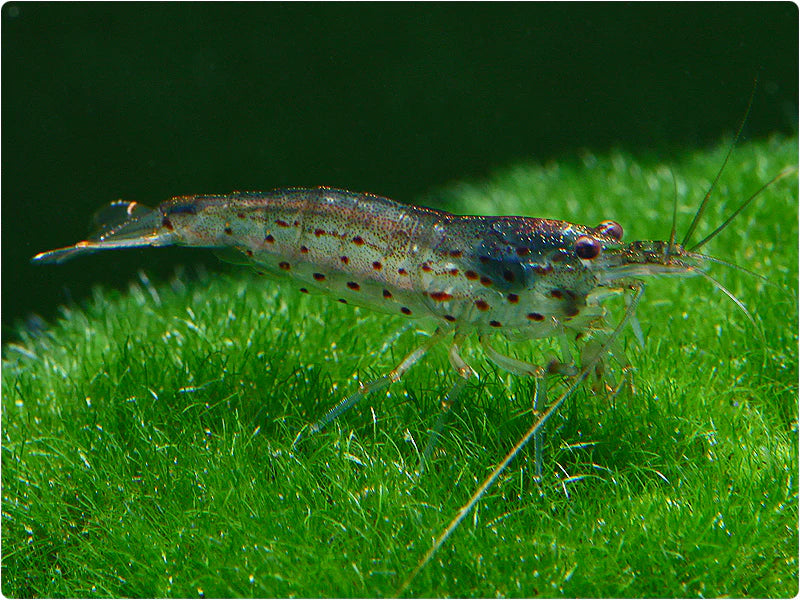 Crevette Amano - NageoireBleue