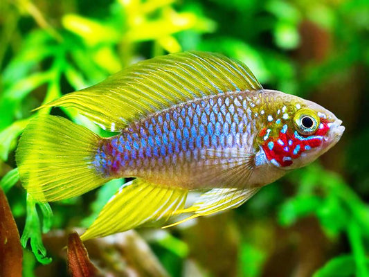 Apistogramma borelli opale - NageoireBleue