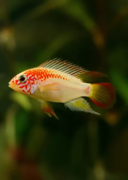 Apistogramma macmasteri "gold red shoulder" (1 mâle + 1 femelle)