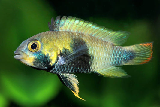 Apistogramma Panduro
