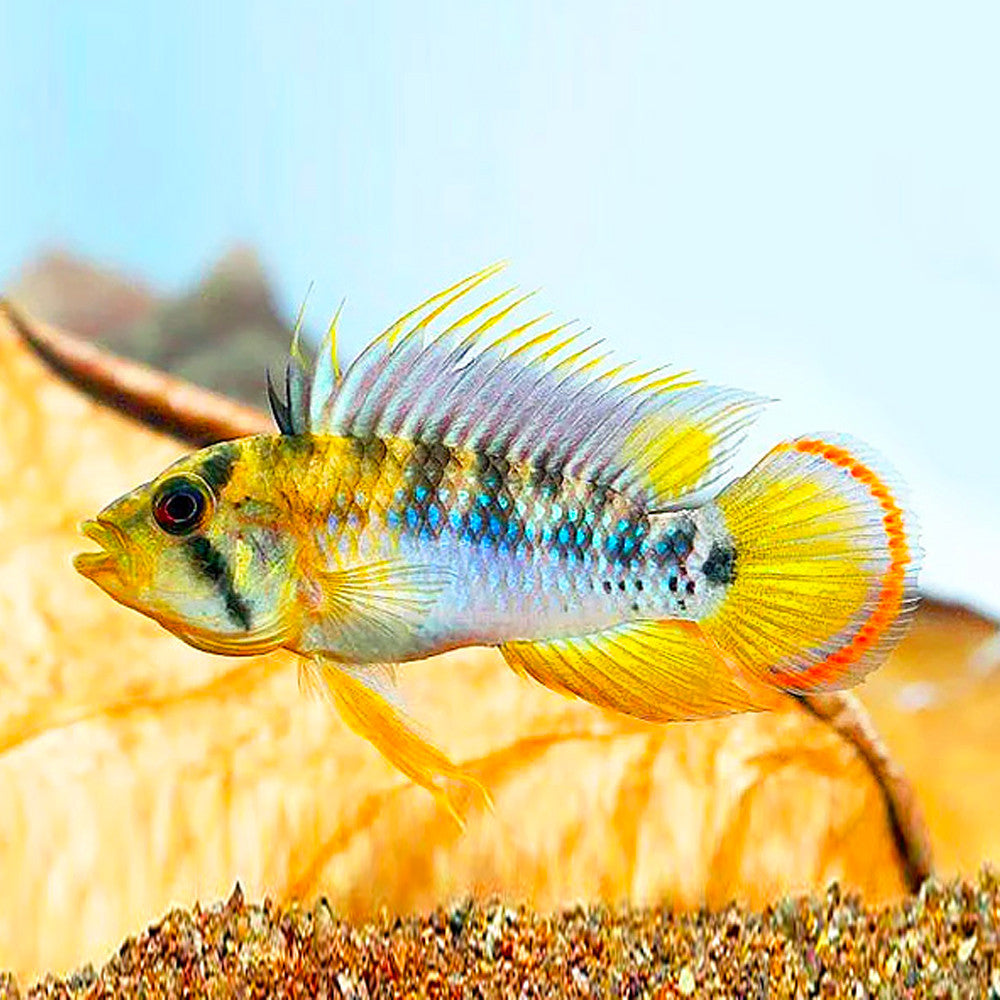 Apistogramma Inka (Paire) (Disponible en magasin le dimanche 22 février 2026) - NageoireBleue