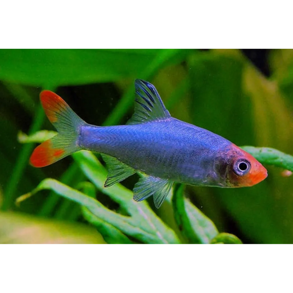 Rasbora Asian Rummy nose - NageoireBleue