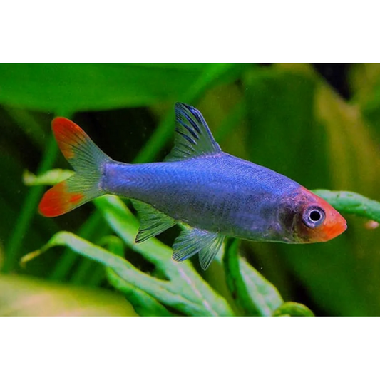 Rasbora Asian Rummy nose - NageoireBleue