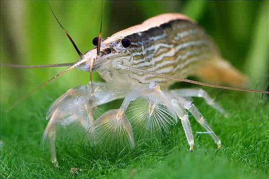 Crevette bambou XL NageoireBleue, crustacé d’aquarium brun aux longues antennes posé sur une plante
