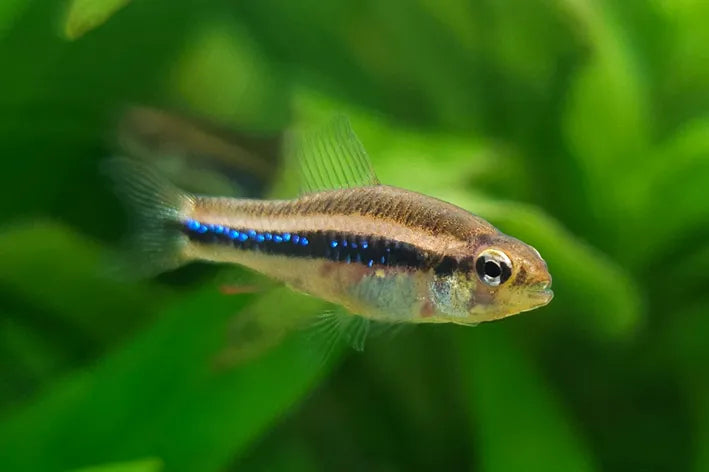 Tétra Black Morpho - NageoireBleue