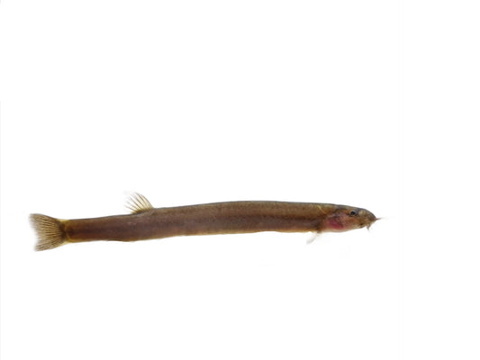 Kuhli loach / loche black Java