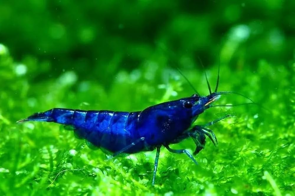 Crevette Blue Dream - NageoireBleue