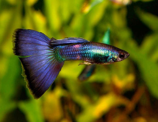 Guppy moscow bleue (mâle)