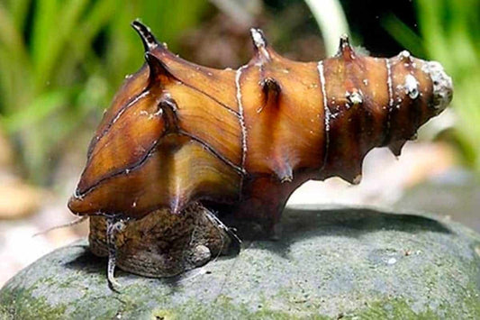 Escargot Spiny Burmese - NageoireBleue