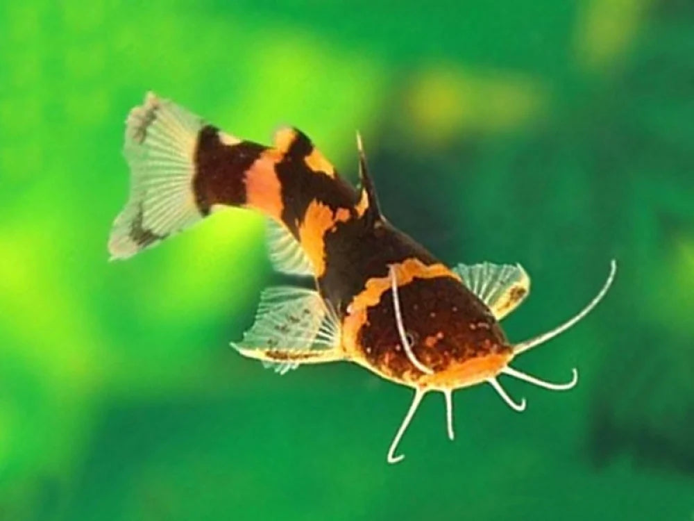 Poisson chat "Bumblebee" (Livraison)