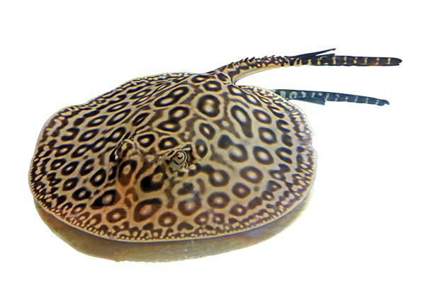 Raie Motoro - NageoireBleue