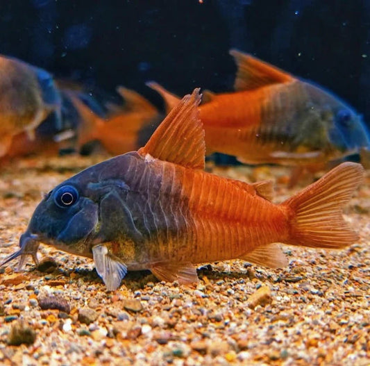 Corydoras CW21 (Sur précommande) - NageoireBleue