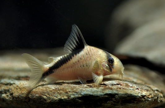 Corydoras Melini - NageoireBleue