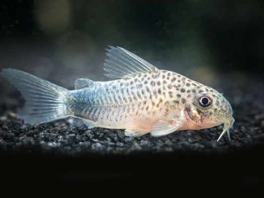 Corydoras similis - NageoireBleue
