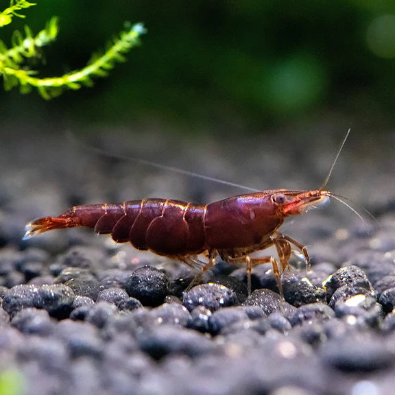 Crevette Néocaridina Chocolat - NageoireBleue