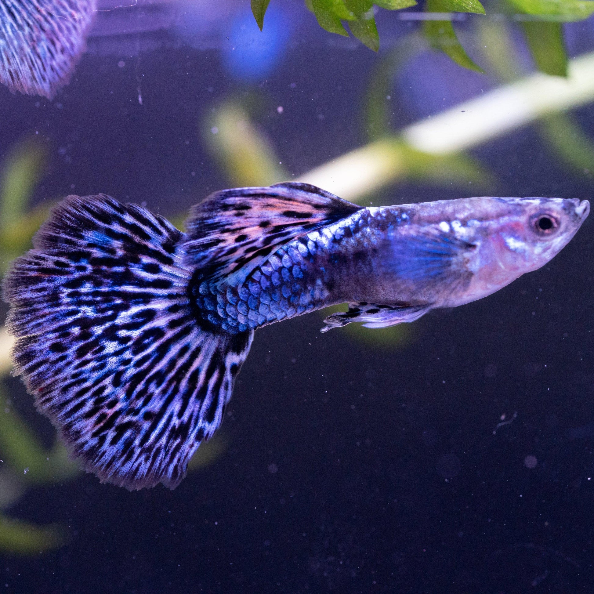 Guppy Blue Dragon Paire - NageoireBleue