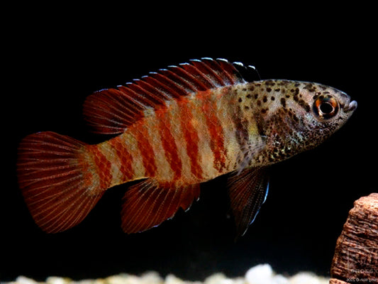 Black tiger Dario Badis - NageoireBleue