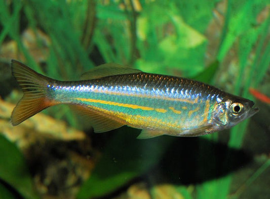 Giant Danio (Livraison seulement) - NageoireBleue