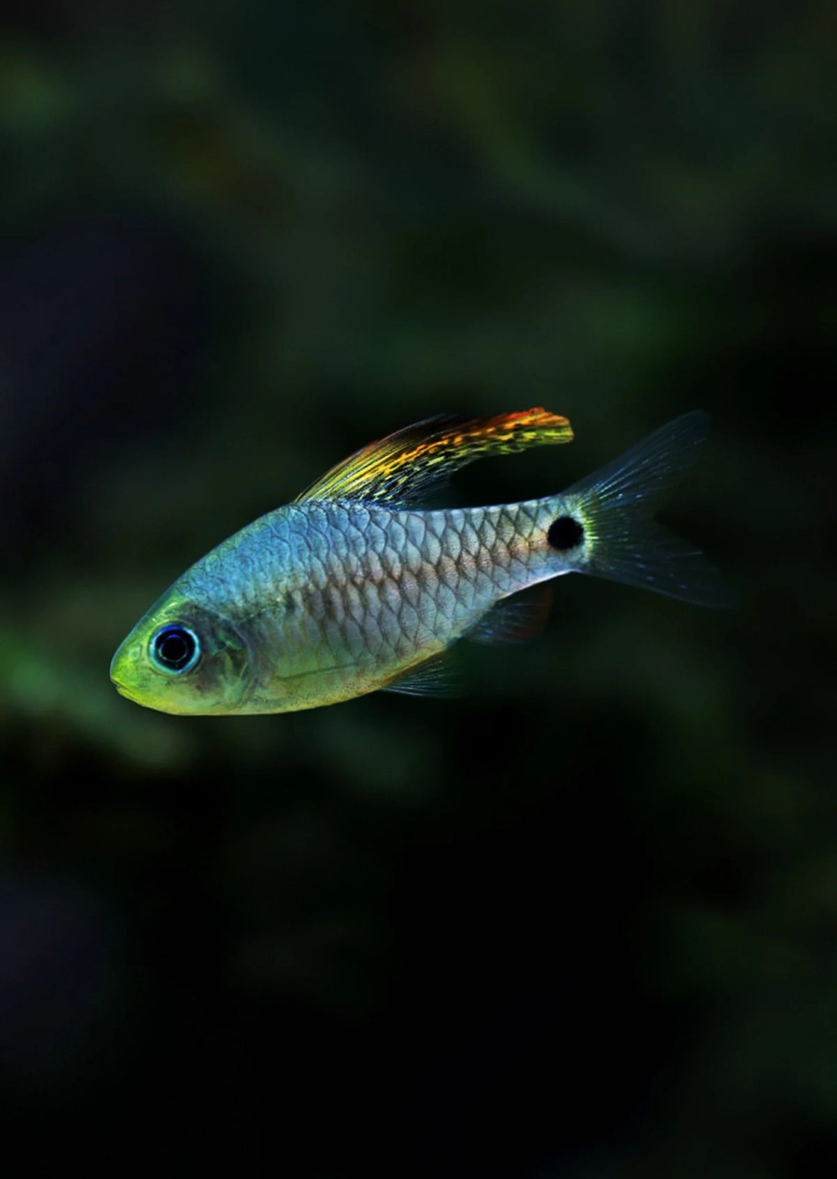 Barbus à nageoire-drapeau (Oreichthys crenuchoides)