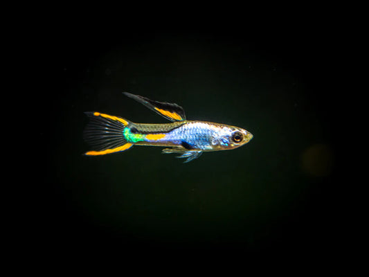 Guppy endler " el silverado " (En paire) - NageoireBleue