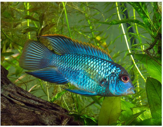 Blue Acara - NageoireBleue