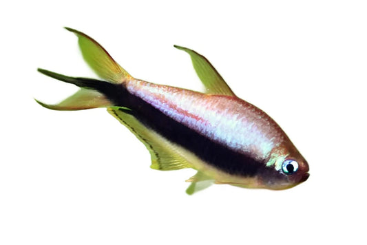 Tetra emperor - NageoireBleue