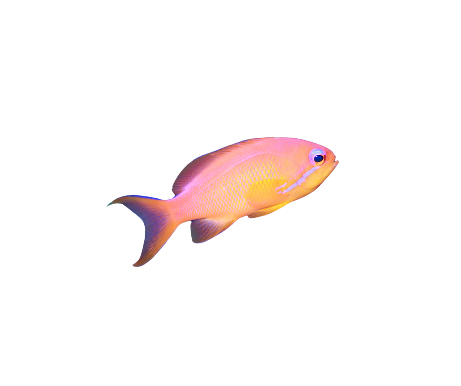 REDFIN ANTHIAS/Pseudanthias Dispar Femelle - NageoireBleue