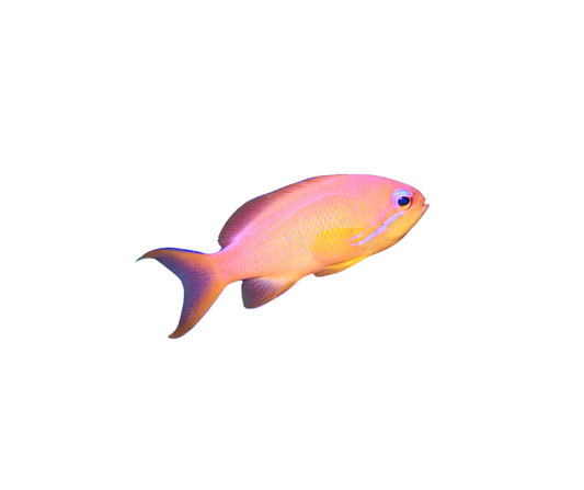 REDFIN ANTHIAS/Pseudanthias Dispar Femelle