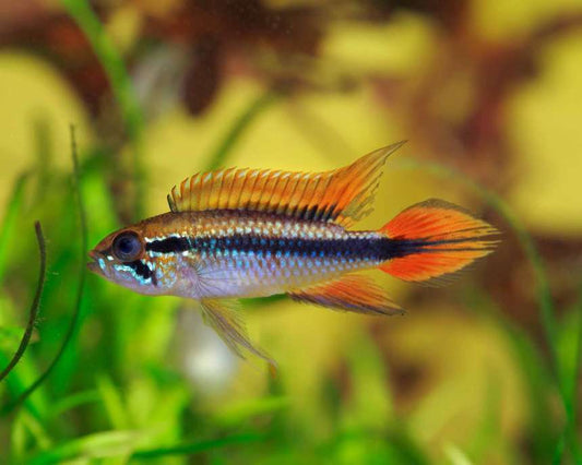 Apistogramma Agassizii Triple Red (En paire) - NageoireBleue