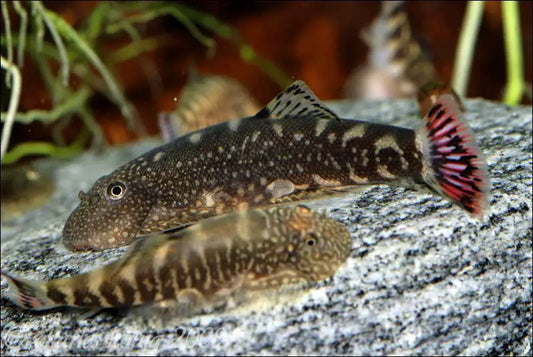Borneo Hillstream loach (redfin) - NageoireBleue
