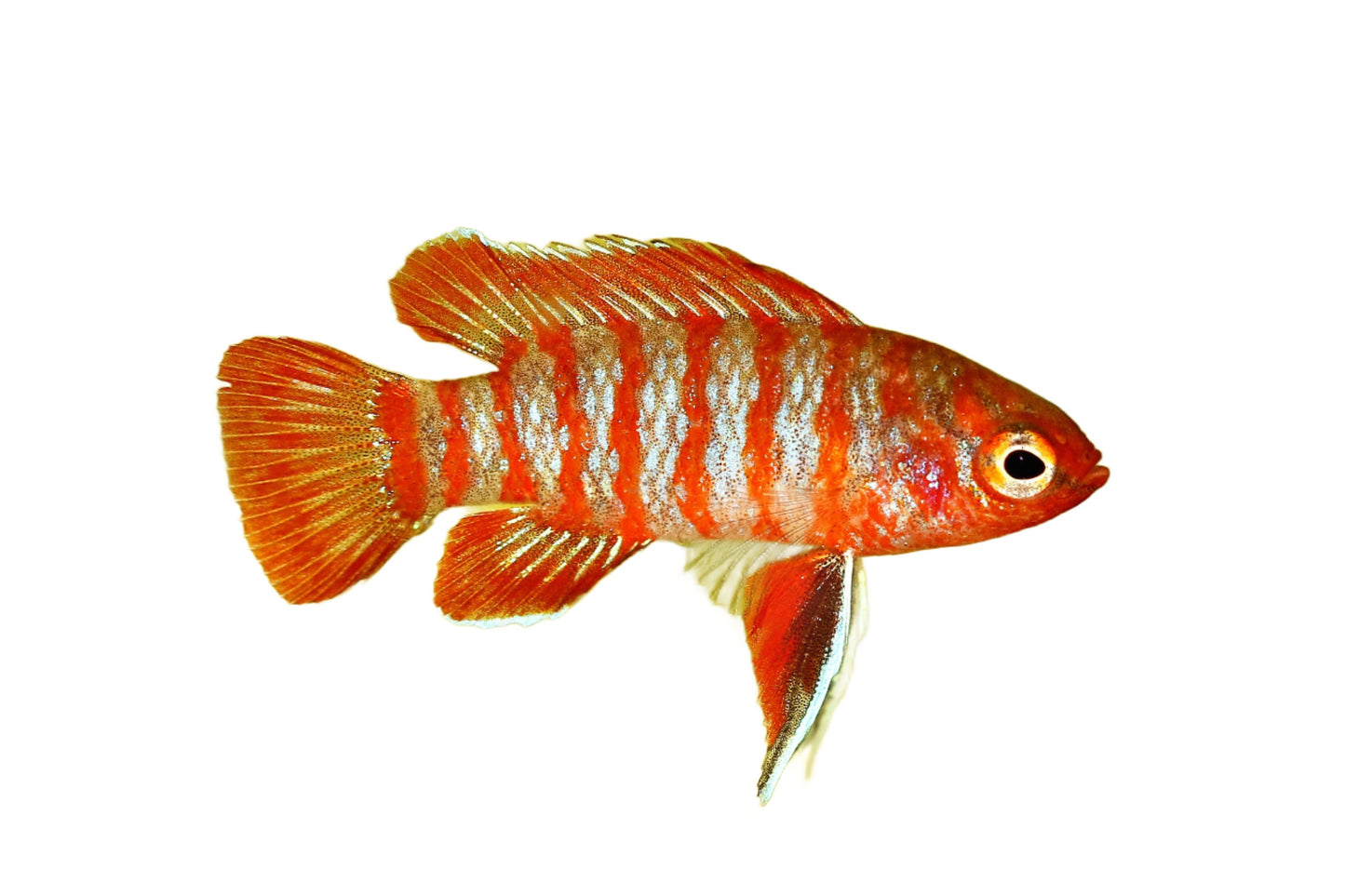 Badis scarlet - NageoireBleue