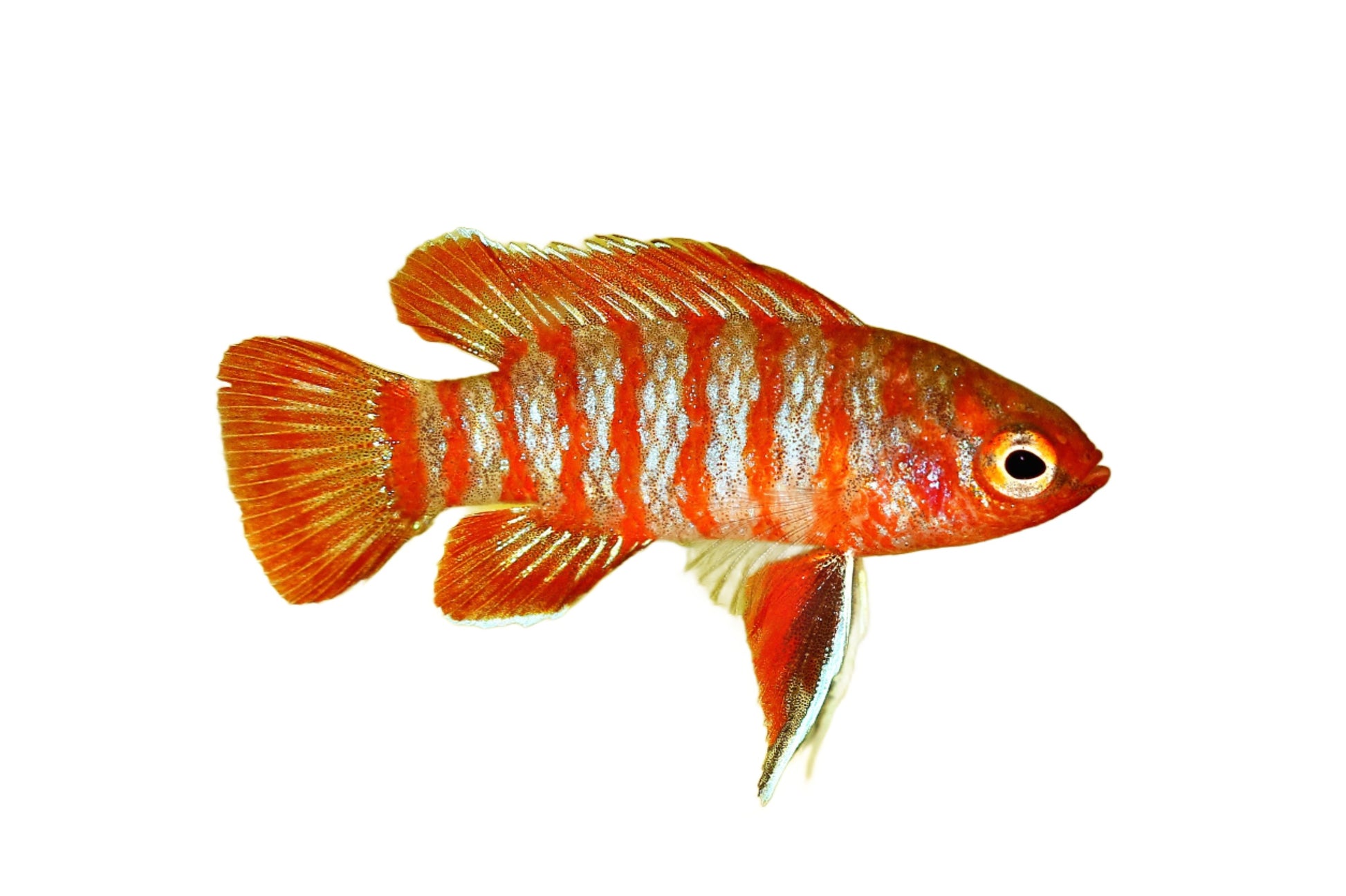 Badis scarlet - NageoireBleue